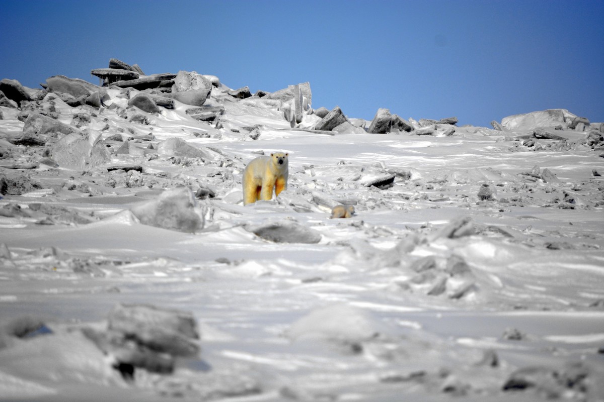 О мониторинге белого медведя в Нижнеколымском районе