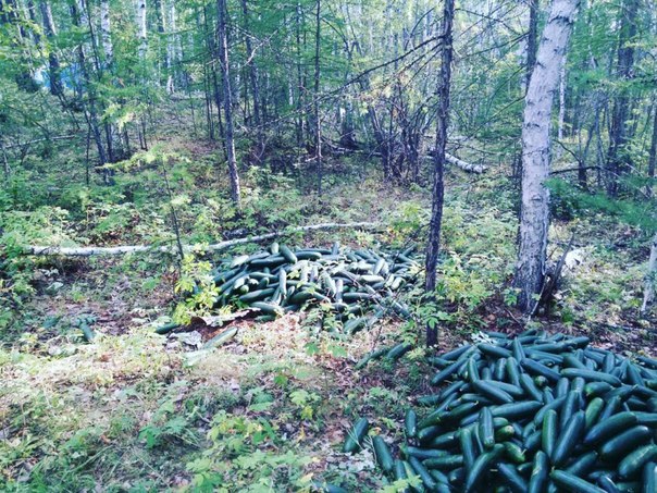 Выброшенные огурцы - следствие перепроизводства?