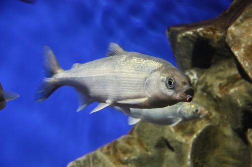 Путин порыбачил в Сибири и выпустил в Байкал мальков омуля