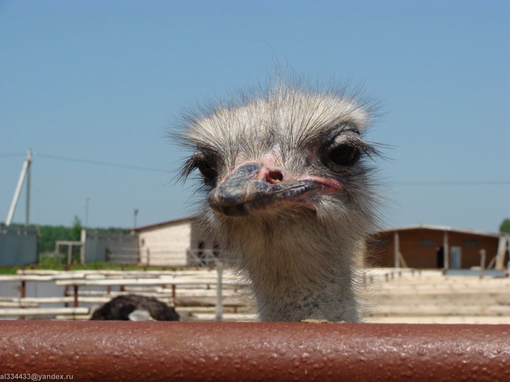 Единственный страус в Якутии, у которого недавно похитили самку, может погибнуть от одиночества