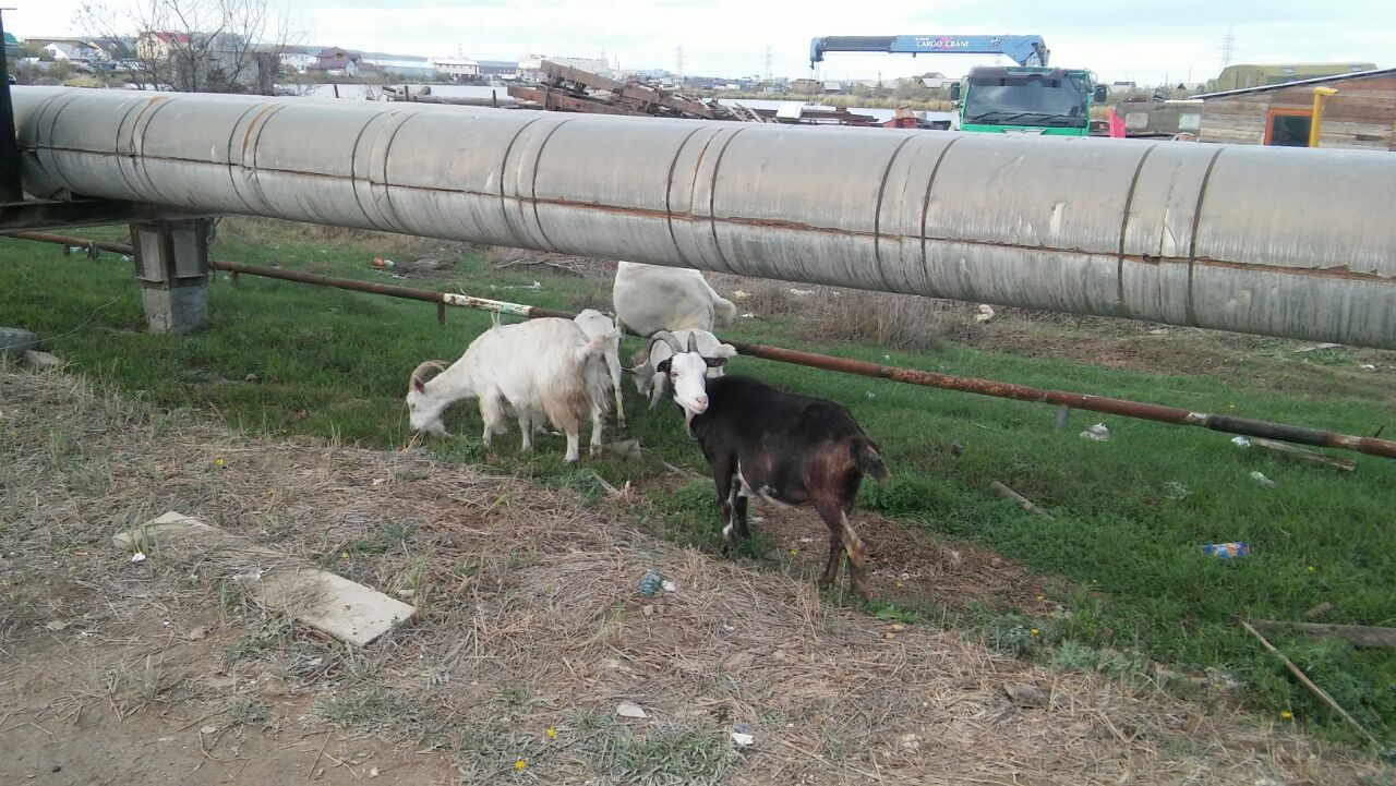 Козы во главе с козлом гуляют по Якутску