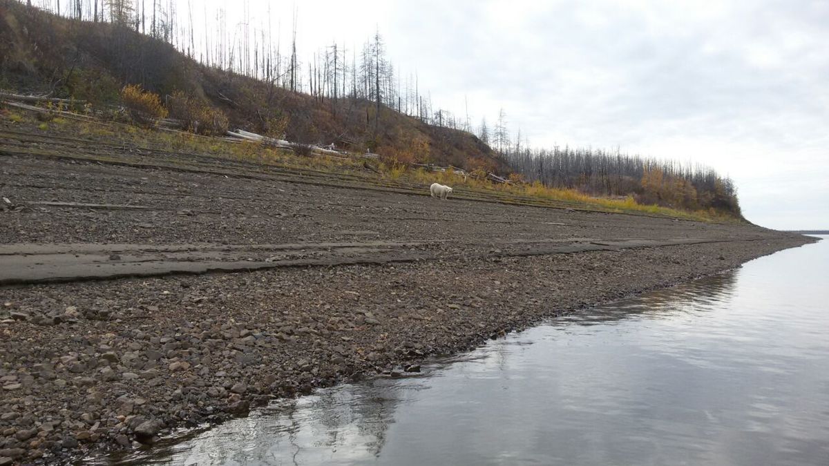 В Якутии решается дальнейшая судьба белого медвежонка
