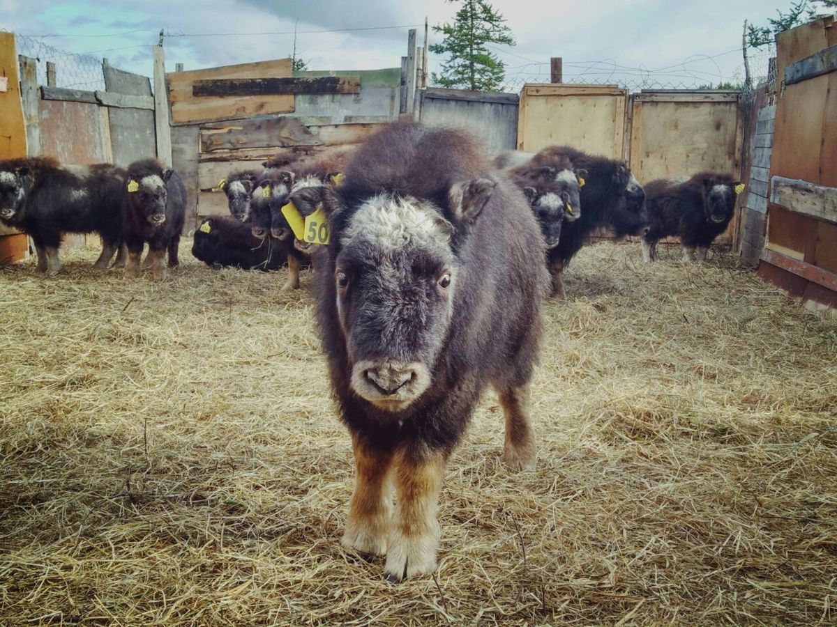 Овцебыков готовят к транспортировке в Якутию