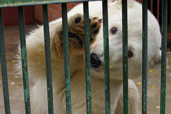 Аяна, Сахаяна и Умка - в Москве выбирают имя для медвежонка из Якутии