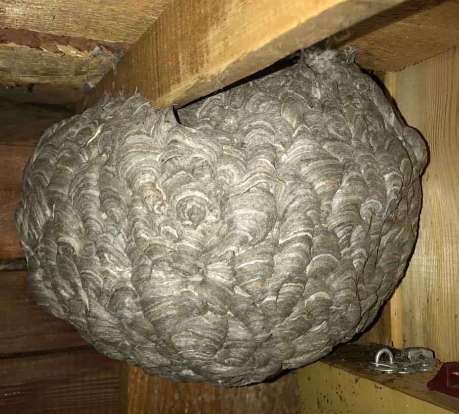 Жительница Намцев обнаружила в кладовке огромное осиное гнездо