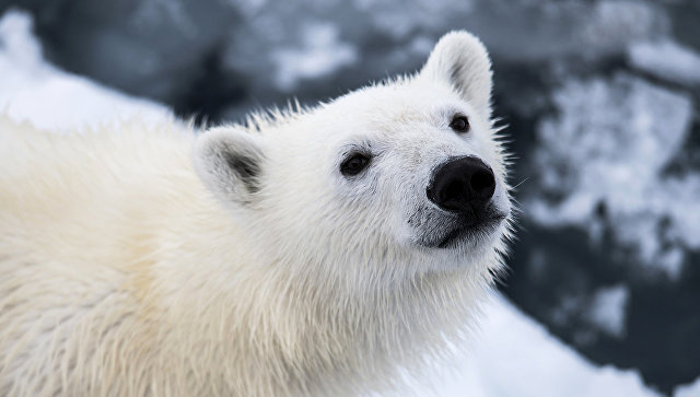 Московское отделение ЕР объявило конкурс на кличку для медвежонка из Якутии