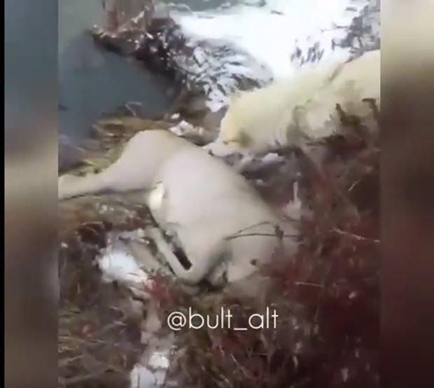В Якутии собака задушила косулю в воде (+видео)