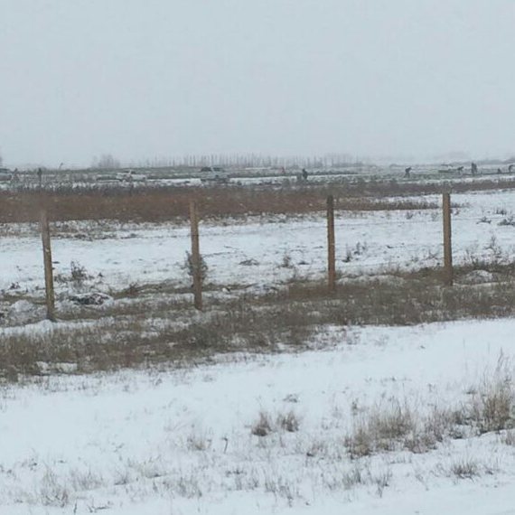 На полях фермеров Эм остались только нестандартные овощи