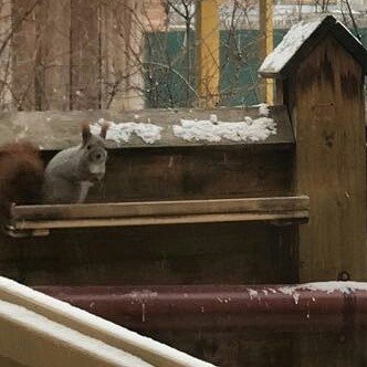 Егор Борисов кормит белок и воробьев у себя на даче