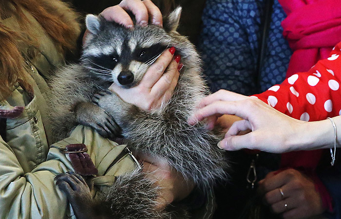 В России хотят запретить контактные зоопарки