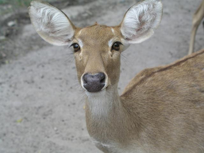 Жители Якутии помогли косуле выбраться из ледяной воды (+видео)