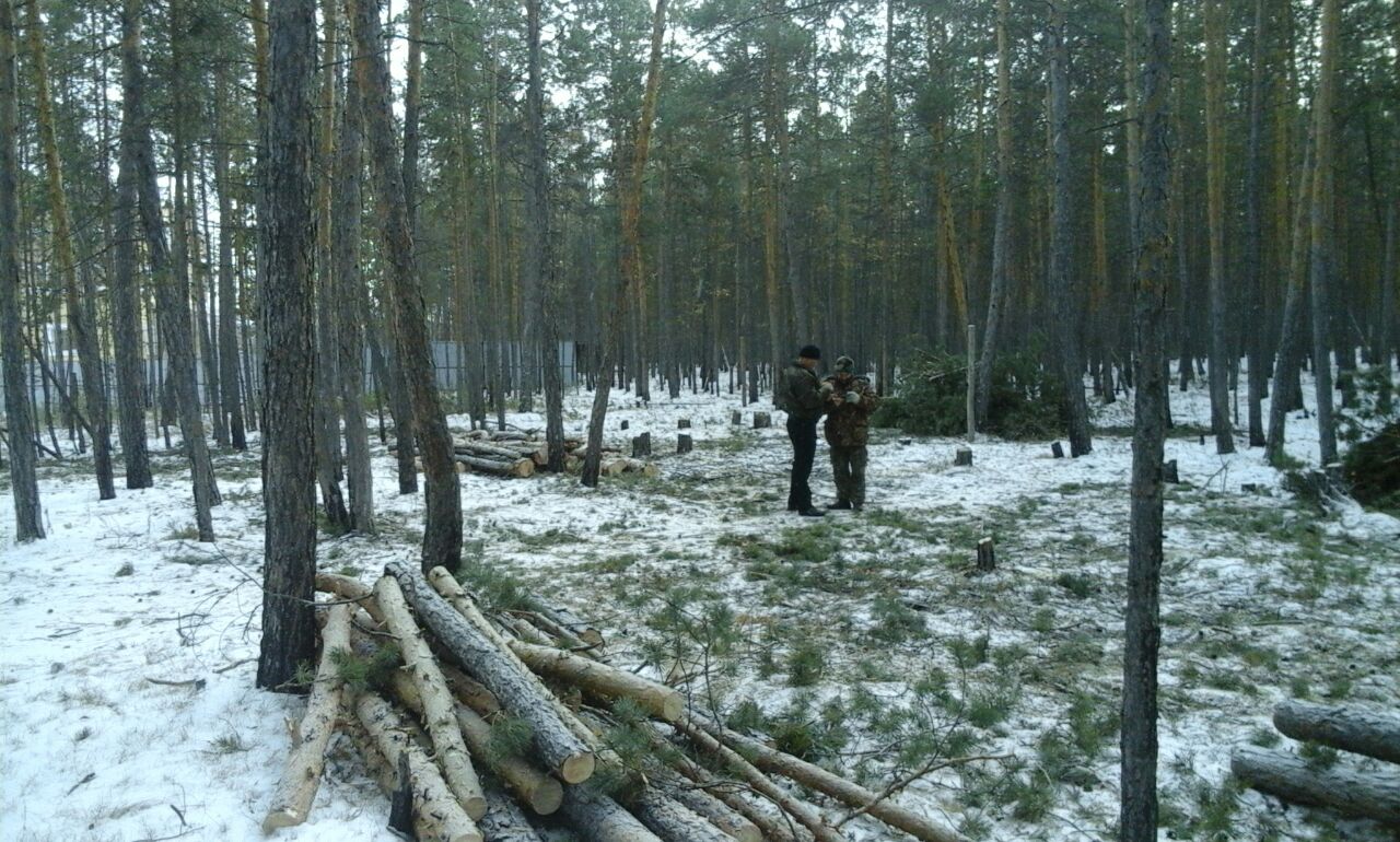 «Деревья спилили для проезда к семи домам на Сергеляхе», - источник