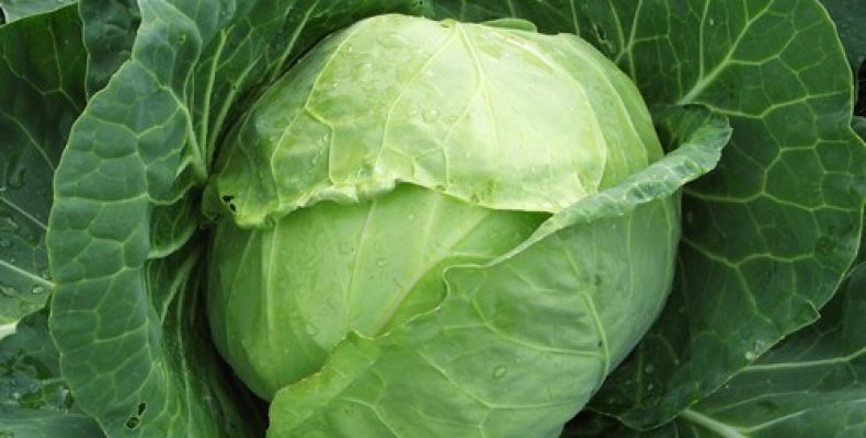 У фермера из Якутска украли урожай капусты