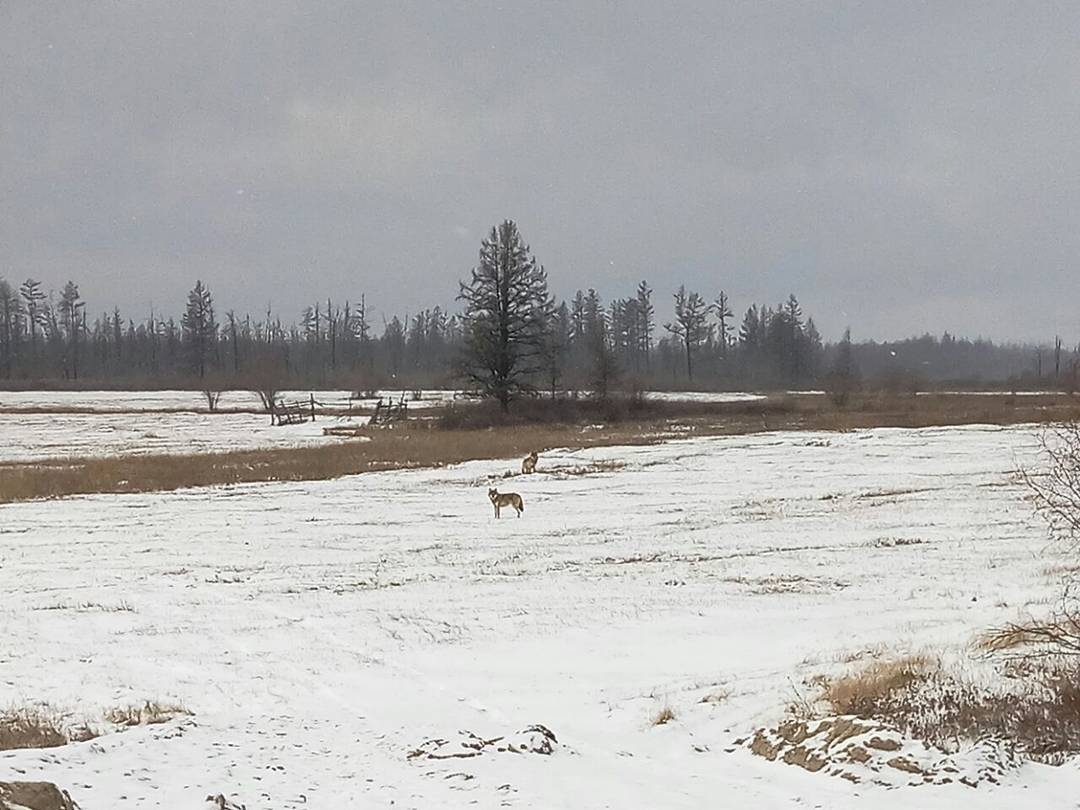 Фотофакт: Волки рядом с селом в Якутии