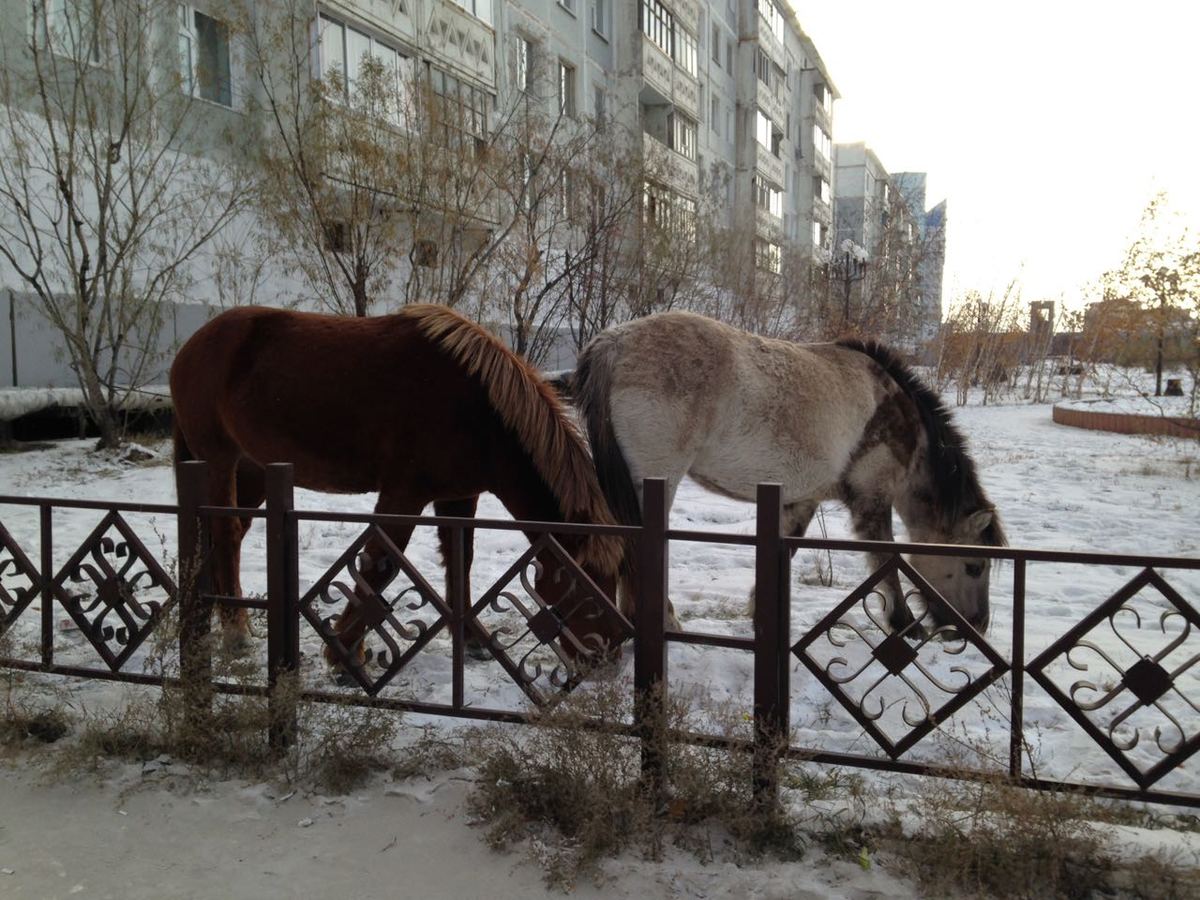 Фотофакт: В 202-м микрорайоне Якутска несколько дней бродят лошади