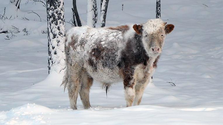 В Якутии умер уникальный бычок, который отказывался зимовать в коровнике