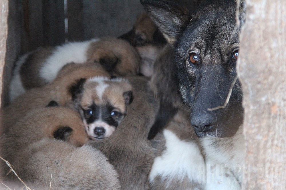 В Якутске волонтеры помогли утеплить будки безнадзорным животным