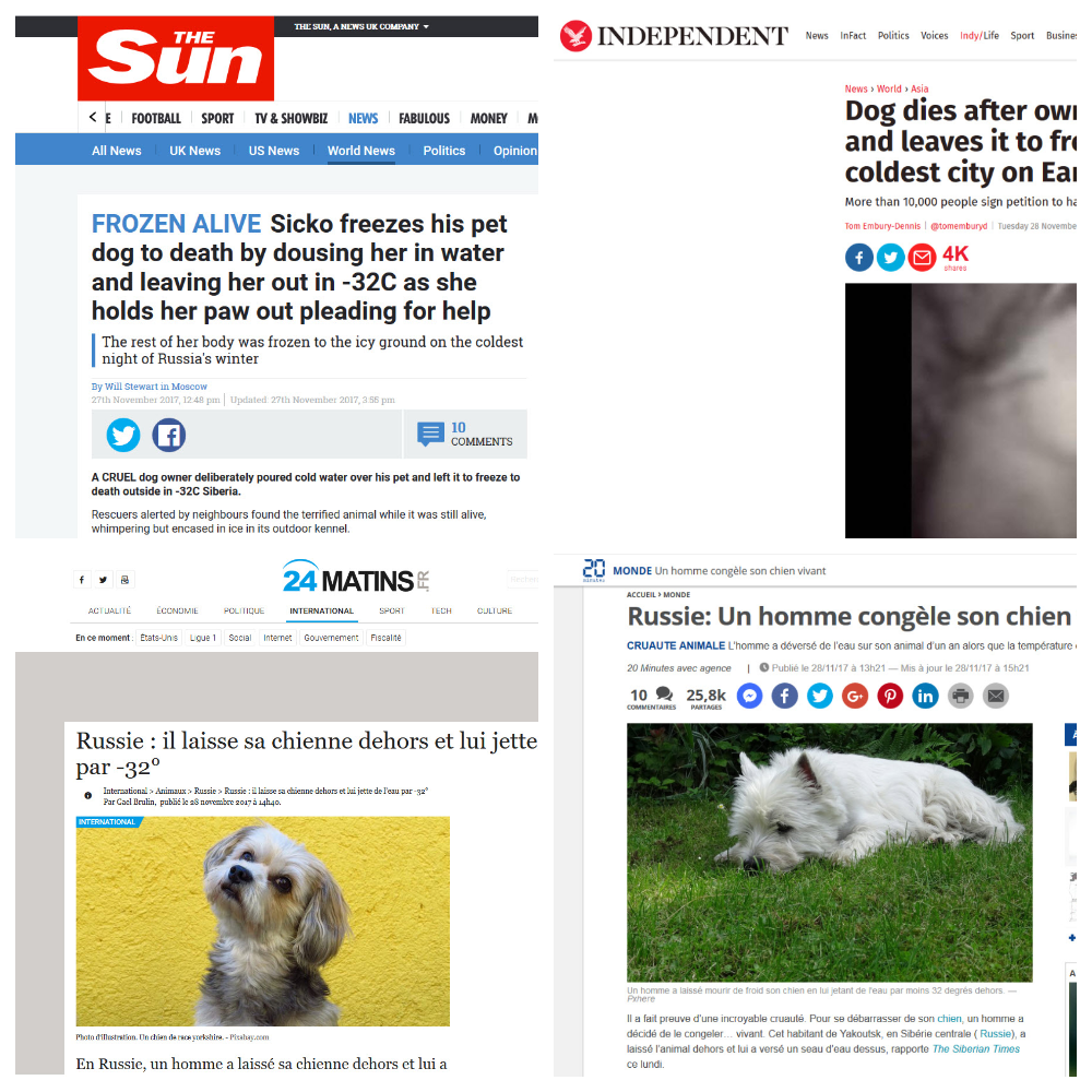 Белая собака из Якутска стала героиней публикаций в зарубежных СМИ