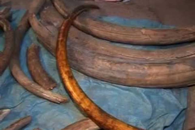 Прокуратура направила в суд заявления в суд о признании бивней мамонтов собственностью Якутии