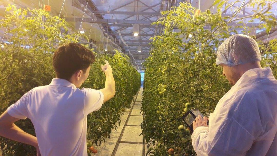 Площадь теплиц «Саюри» будет увеличена в десять раз