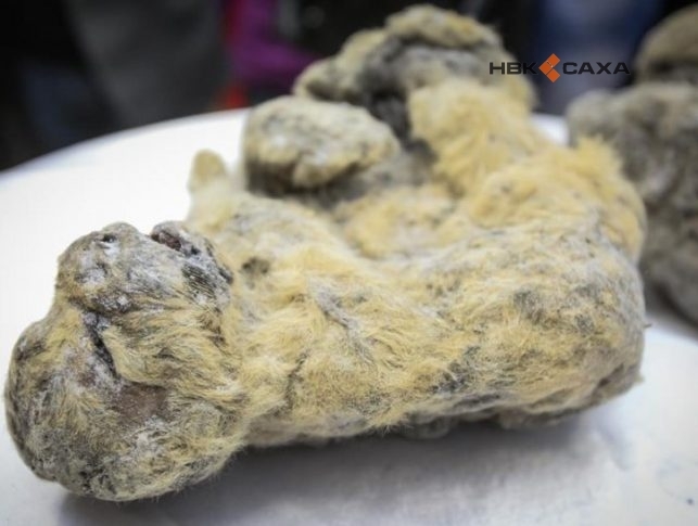 В Якутии нашли очередного пещерного льва