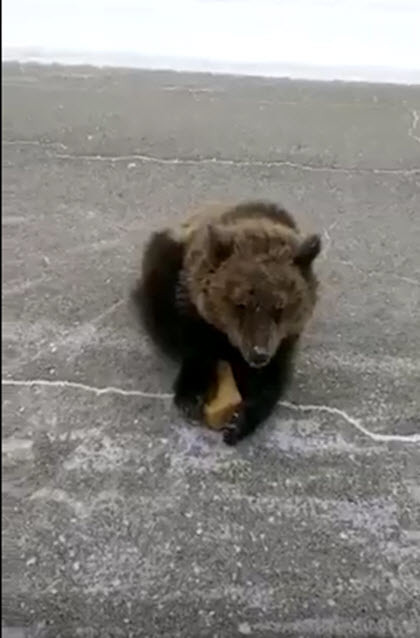 На Маганском тракте в Якутске обнаружен сбежавший ручной медвежонок