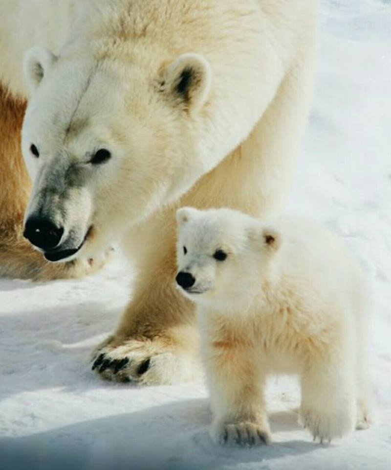 Сегодня состоится передача белой медведицы Хаарчааны зоопарку Петербурга