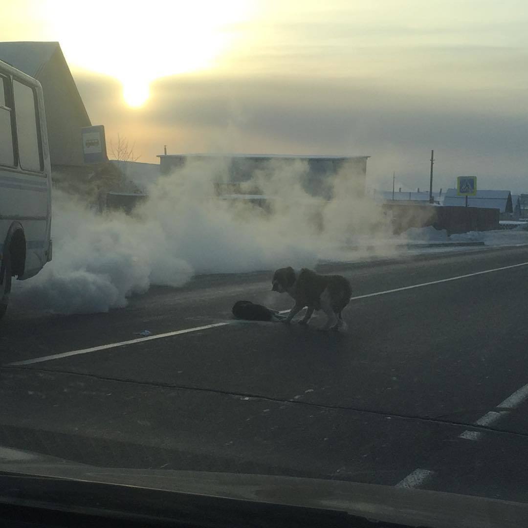 Фотофакт: Сбитую на дороге Якутска собаку не покидает верный друг