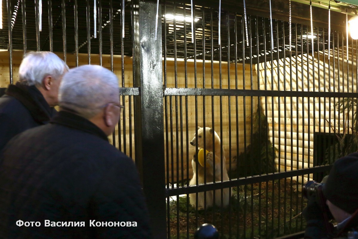 Медвежонка Хаарчаану передали Ленинградскому зоопарку