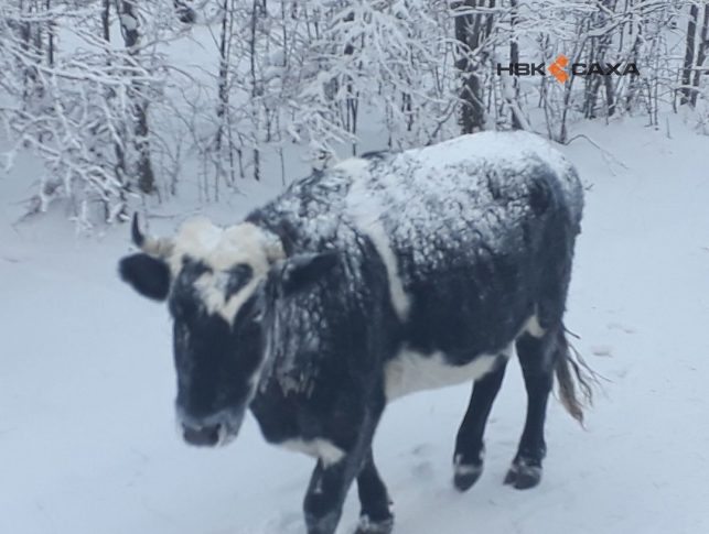 В Усть-Алданском улусе Якутии еще девять коров захотели перезимовать под открытым небом