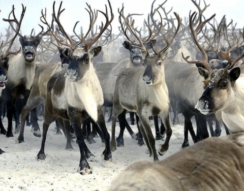 В Якутии увеличилось поголовье оленей