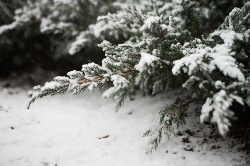 В лесу родилась елочка...., да так там и осталась около Верхневилюйска