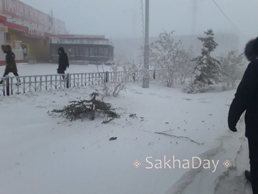 Вандалы срубили елочки в Якутске