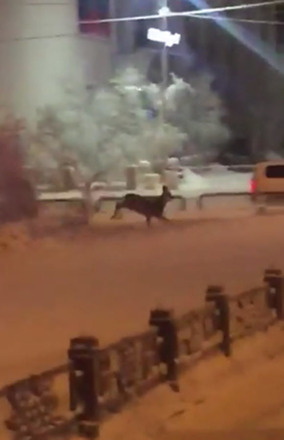 Косуля в центре Якутска (видео)