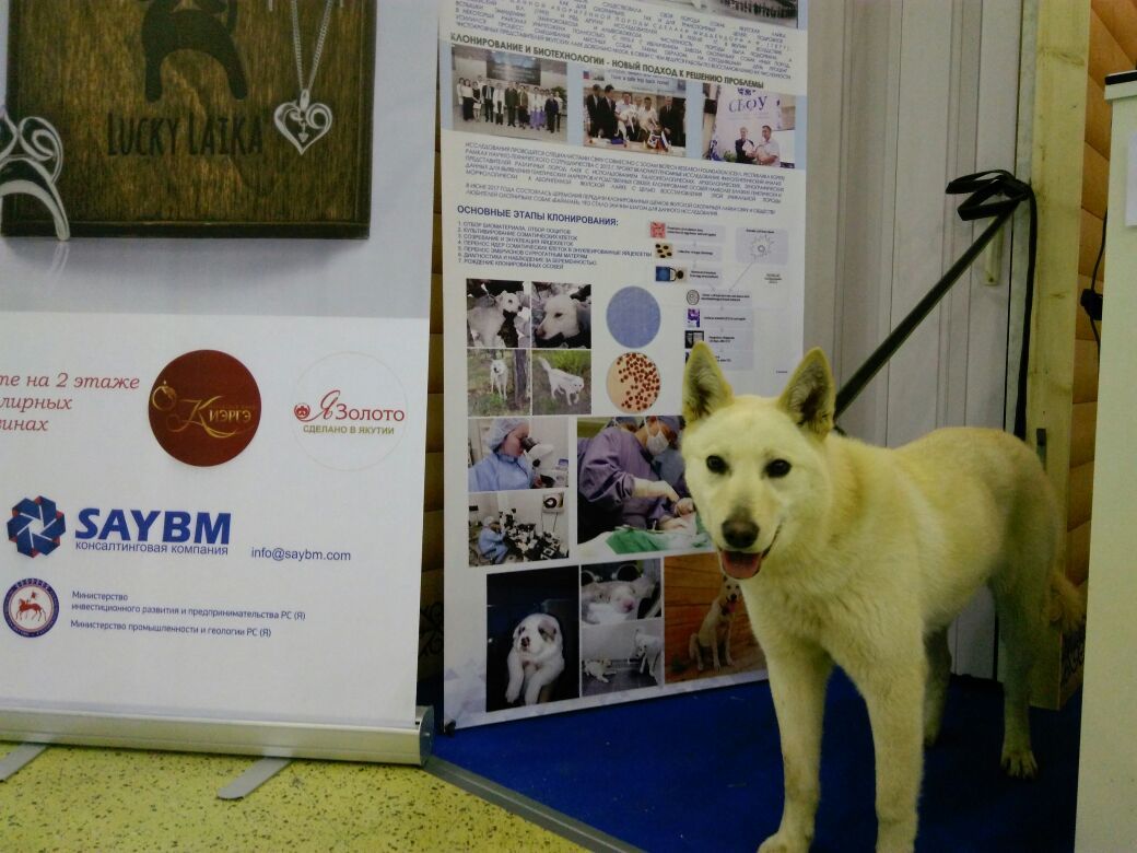 Клонированная лайка Кэрэчээнэ на Днях Якутии в Москве