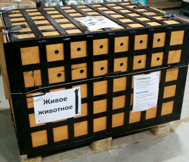 Якутская Снежинка благополучно перенесла перелет