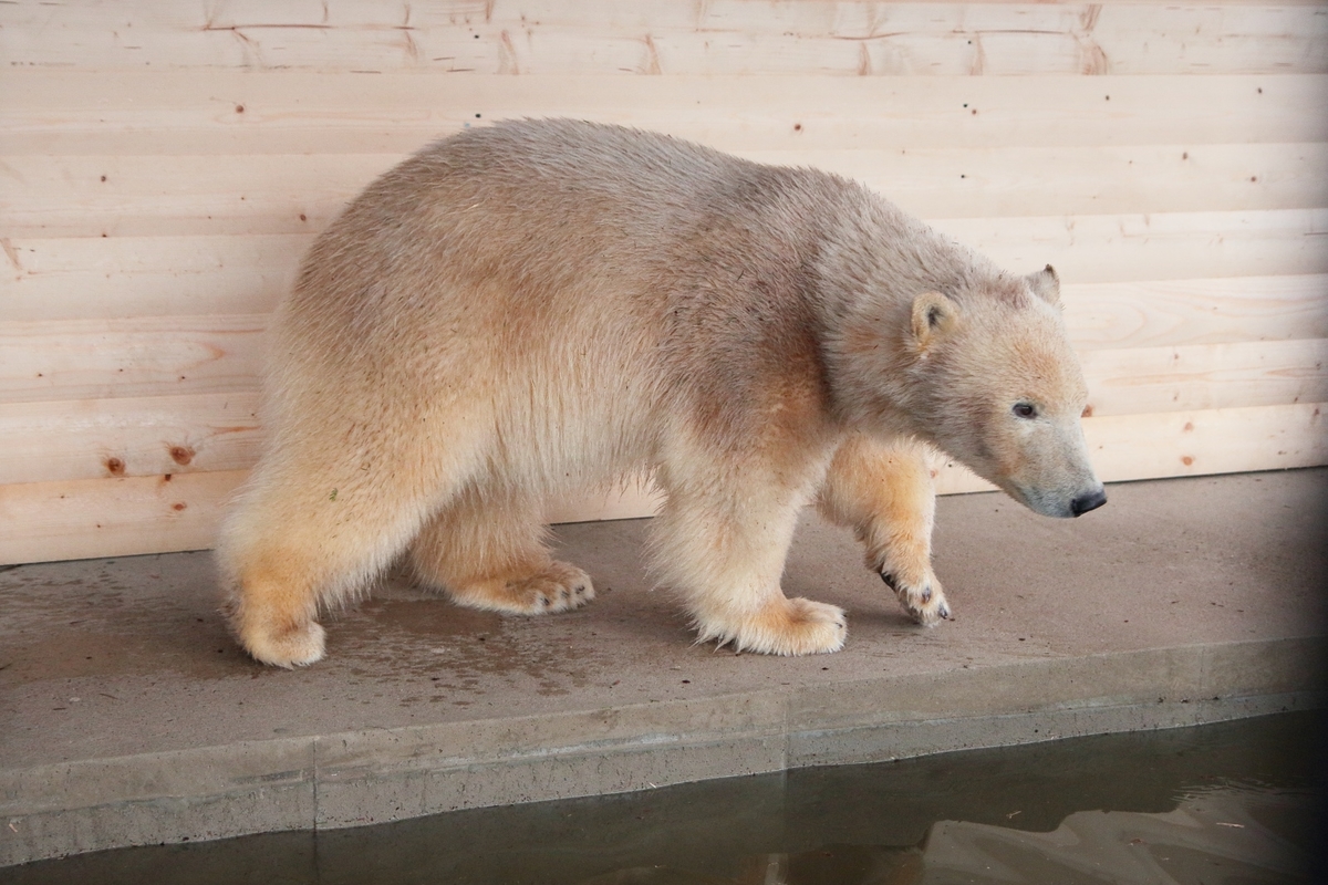 Медведицы Колымана и Хаарчаана не страдают в разлуке (+видео)