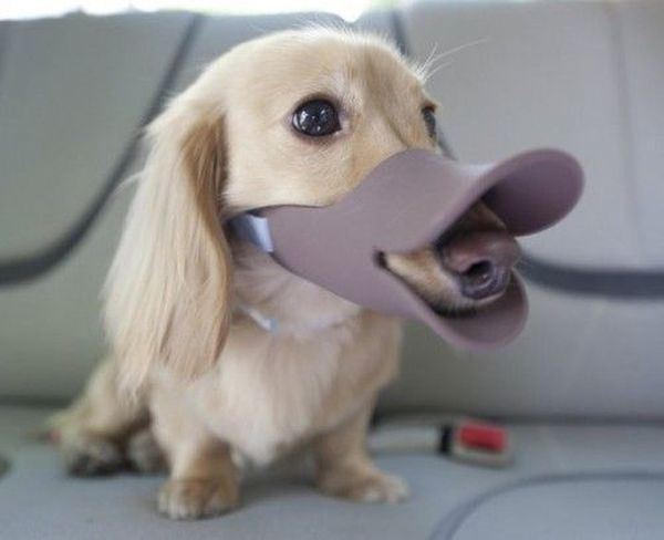 В Якутии запретили выгуливать собак без намордника, в том числе щенков и декоративных собачек