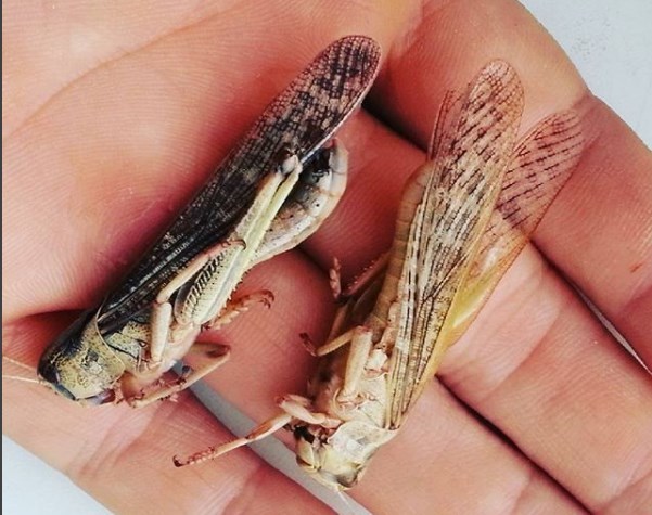 В Якутске продается салат, обработанный смертельной химией