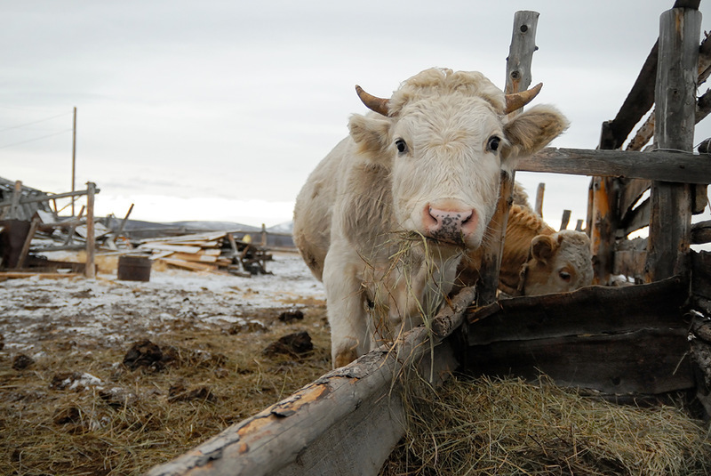 В Якутии у фермера украли и обезглавили корову