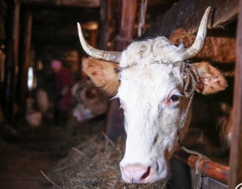 Выявлены причины массового падежа скота в селе Бэс-Кюель