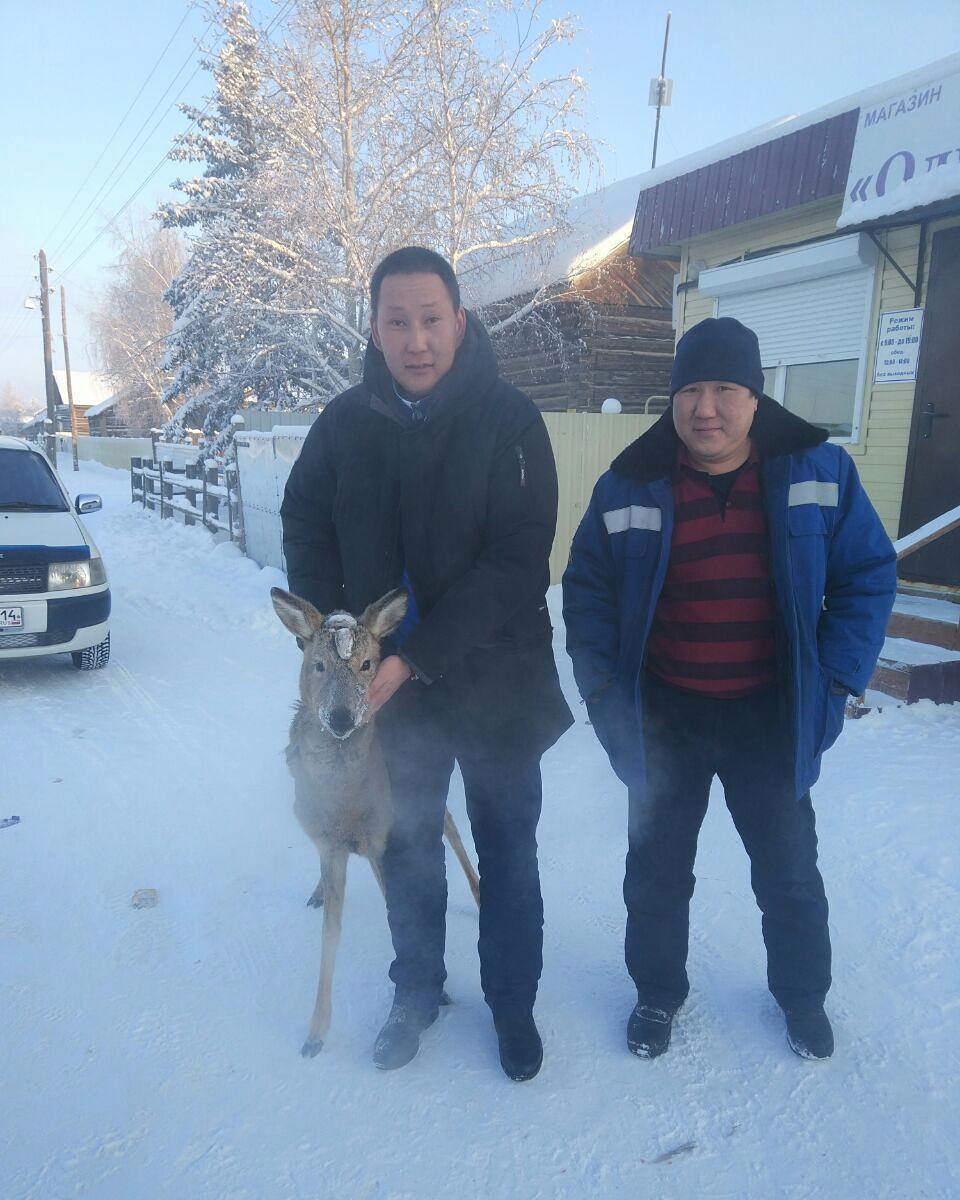 Жители Якутии спасли косулю от стаи собак
