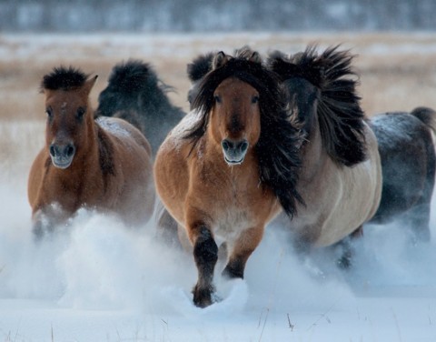 Зимовка скота и лошадей в Якутии на контроле Минсельхоза