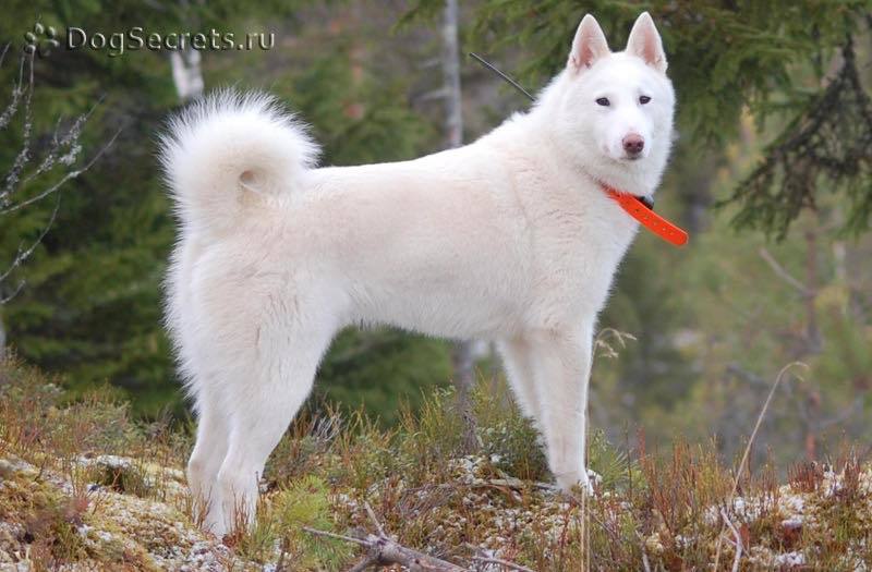 В Якутске состоится митинг в защиту правильной охоты