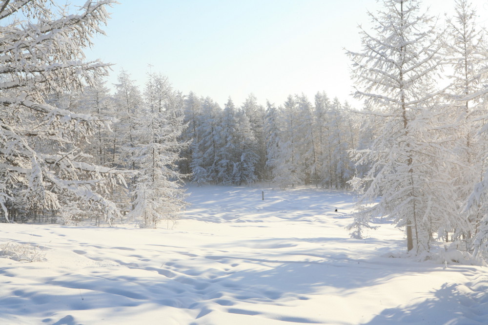 Трое мужчин, выживших в Намском лесу, чувствуют себя удовлетворительно