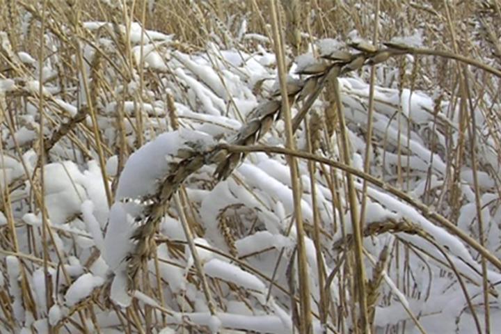 Правительство России признало Якутию неперспективной для аграриев