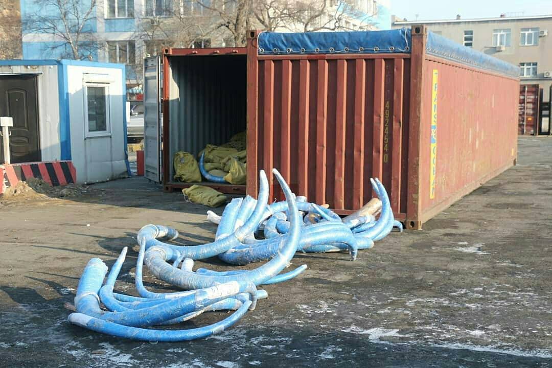 В Приморье задержали крупнейшую в своей практике партию бивней мамонта из Якутии