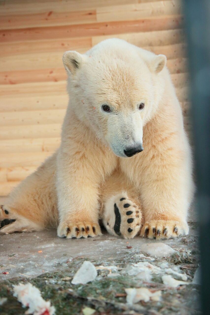 Медведица Хаарчана в Ленинградском зоопарке (+видео и фото)