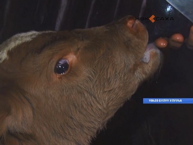 Зимовавшая под открытым небом корова в Якутии родила теленка