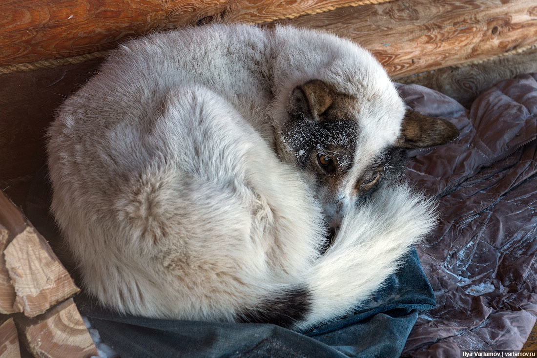 "Меня обвинили в фальши и ангажированности", - Илья Варламов* о реакции якутян